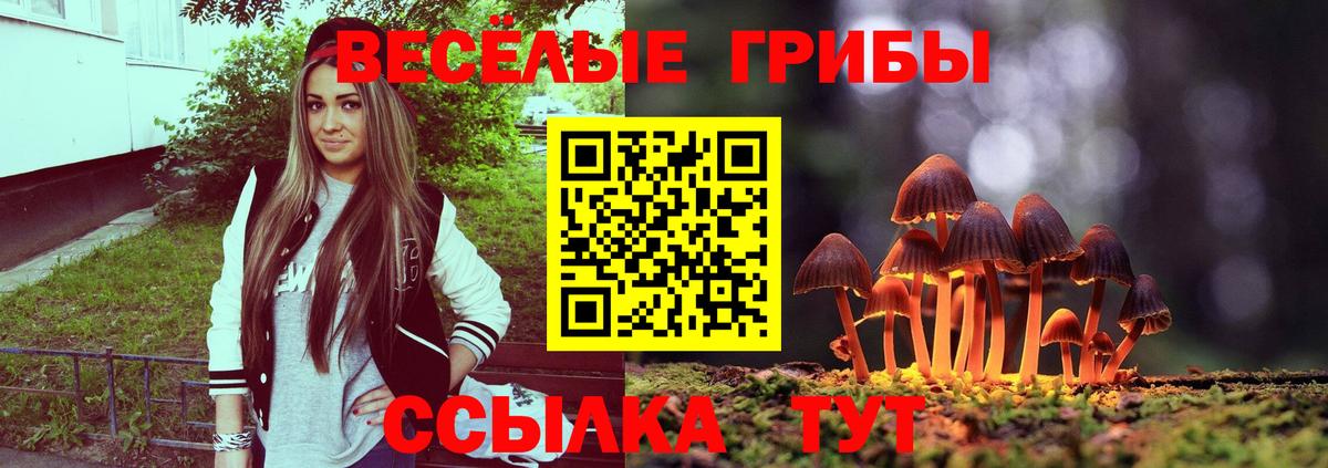 Псилоцибиновые грибы Psilocybine cubensis Северобайкальск